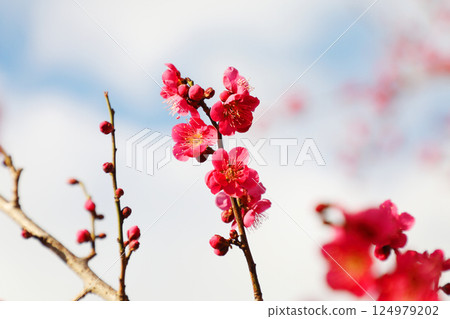 梅花盛開 124979202