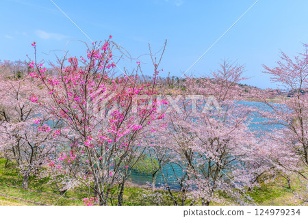 Fukushima Ukonshimizu: A hidden cherry blossom spot 124979234