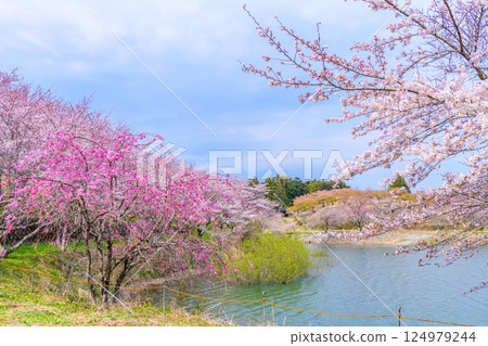 福島右近清水:隱密的賞櫻勝地 福島右近清水:隱密的賞櫻勝地 124979244