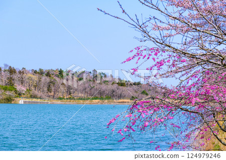 Fukushima Ukonshimizu: A hidden cherry blossom spot Fukushima Ukonshimizu: A hidden cherry blossom spot 124979246