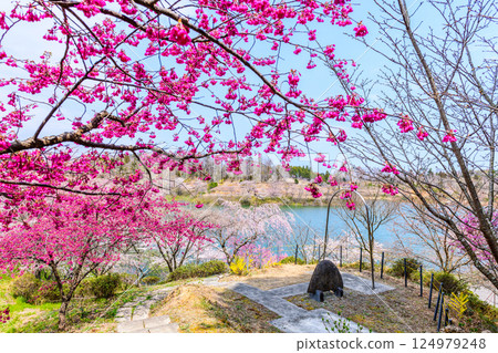Fukushima Ukonshimizu: A hidden cherry blossom spot 124979248