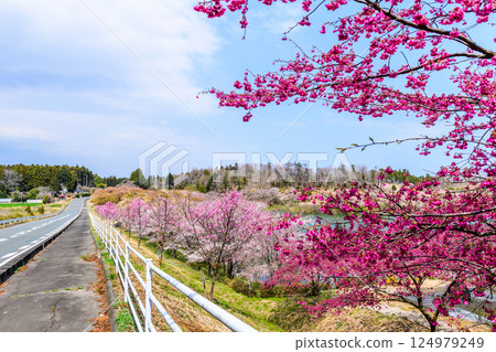 福島右近清水：隱密的賞櫻勝地 124979249
