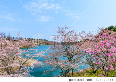Fukushima Ukonshimizu: A hidden cherry blossom spot Fukushima Ukonshimizu: A hidden cherry blossom spot 124979253