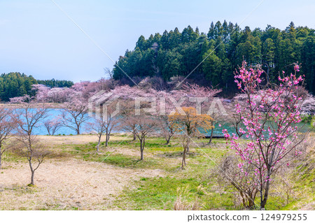福島右近清水:隱密的賞櫻勝地 福島右近清水:隱密的賞櫻勝地 124979255
