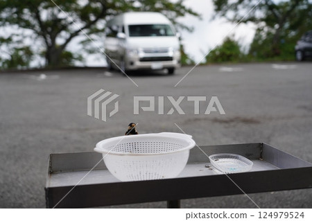 朝聖之路停車場裡的一隻小鳥 124979524