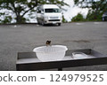 停車場裡的一隻小鳥 124979525