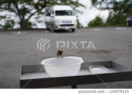 A small bird in the parking lot 124979525