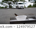 吃食物的小鳥 124979527