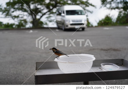 吃食物的小鳥 124979527