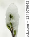Young green leaves and snow 124979642