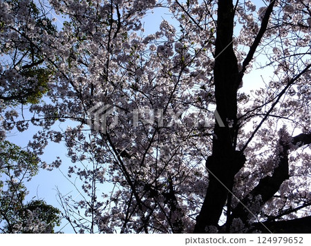 Cherry blossoms in full bloom shining in the blue sky Cherry blossoms in full bloom shining in the blue sky 124979652