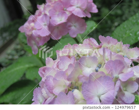 Cherry blossoms in full bloom shining in the blue sky Cherry blossoms in full bloom shining in the blue sky 124979657