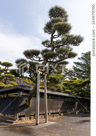 Falling pine tree in the garden 124979700