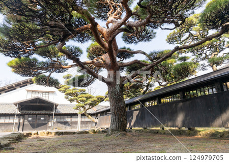 Pine in the garden 124979705