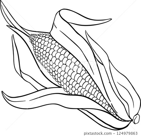 Corn on the Cob Outline Illustration. Organic natural nutritional healthy food ingredient, vegetarian diet product. 124979863