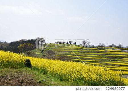 強姦花開花的小山 124980077