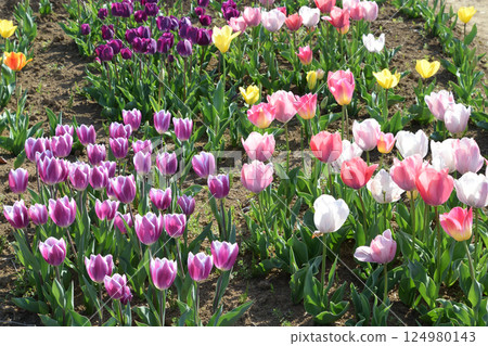 Tulip season 124980143