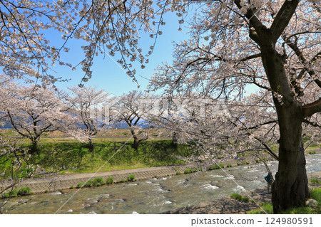 船川沿岸的櫻花盛開（富山縣朝日町） 124980591