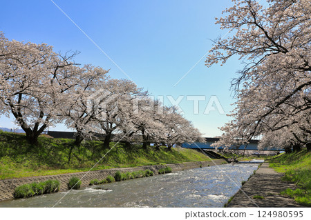 船川沿岸的櫻花盛開（富山縣朝日町） 124980595