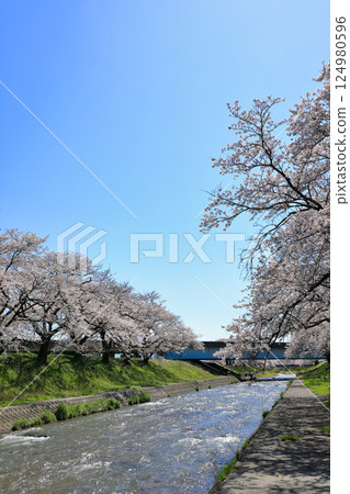 Spectacular cherry blossoms along the Funagawa River (Asahi Town, Toyama Prefecture) 124980596