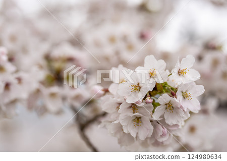 Shiraishi River bank Hitome Senbonzakura Somei Yoshino cherry blossoms after the rain Ogawara Town, Miyagi Prefecture Shiraishi River bank Hitome Senbonzakura Somei Yoshino cherry blossoms after the rain Ogawara Town, Miyagi Prefecture 124980634