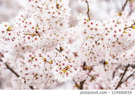 宮城縣大河原町的白石川畔 雨後的人見千本櫻 染井吉野櫻 124980656