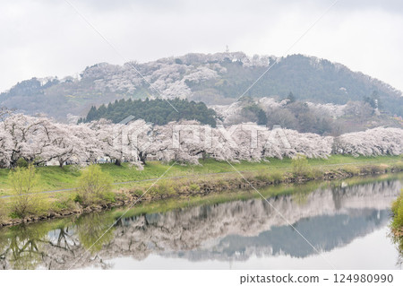 宮城縣新發田町雨後的白石川河畔的人形千本櫻與船岡城跡公園 宮城縣新發田町雨後的白石川河畔的人形千本櫻與船岡城跡公園 124980990