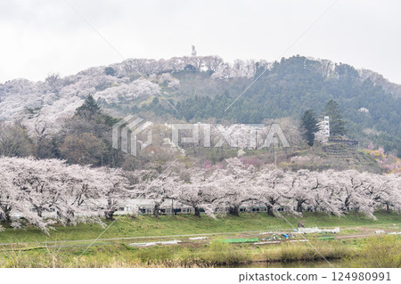 宮城縣新發田町雨後的白石川河畔的人形千本櫻與船岡城跡公園 宮城縣新發田町雨後的白石川河畔的人形千本櫻與船岡城跡公園 124980991