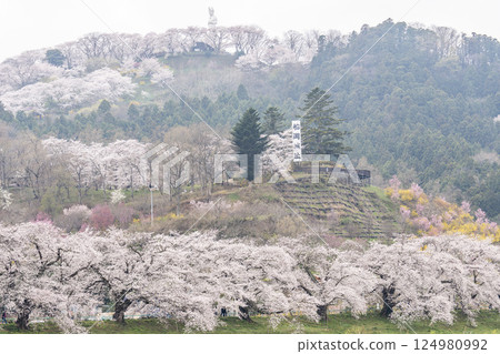 宮城縣新發田町雨後的白石川河畔的人形千本櫻與船岡城跡公園 宮城縣新發田町雨後的白石川河畔的人形千本櫻與船岡城跡公園 124980992