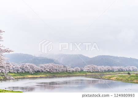 宮城縣新發田町雨後的白石川河畔的人形千本櫻與船岡城跡公園 124980993