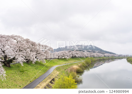 宮城縣新發田町雨後的白石川河畔的人形千本櫻與船岡城跡公園 124980994