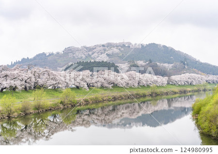 宮城縣新發田町雨後的白石川河畔的人形千本櫻與船岡城跡公園 宮城縣新發田町雨後的白石川河畔的人形千本櫻與船岡城跡公園 124980995