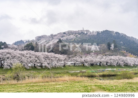 宮城縣新發田町雨後的白石川河畔的人形千本櫻與船岡城跡公園 宮城縣新發田町雨後的白石川河畔的人形千本櫻與船岡城跡公園 124980996