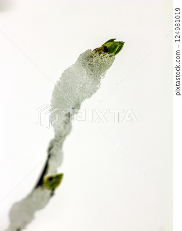 Maple branch and snow 124981019