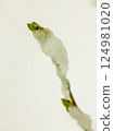 Maple branch with budding green leaves 124981020