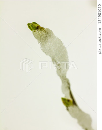 Maple branch with budding green leaves 124981020