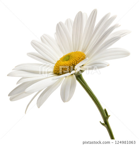 White Daisy Flower on Black Background 124981063