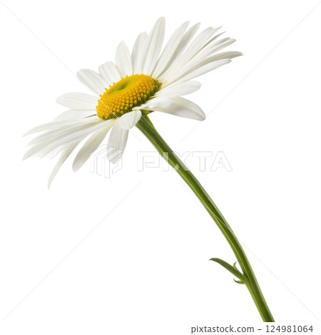 White Daisy Flower on Black Background 124981064