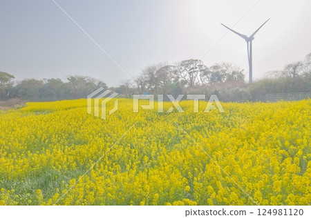 Rape blossoms and wind power propellers 124981120