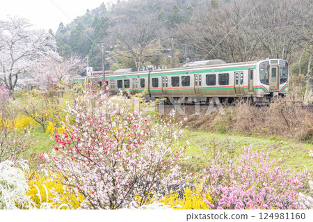 宮城縣大河原町白石川岸 人見千本櫻和東北線列車 宮城縣大河原町白石川岸 人見千本櫻和東北線列車 124981160