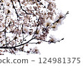 《白木蘭》海報化 124981375