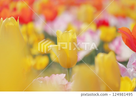 可愛的春天黃色鬱金香花 可愛的春天黃色鬱金香花 124981495