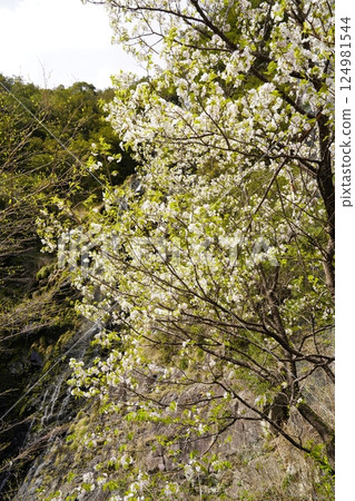 櫻花與瀑布的風景－十津川村十二滝櫻花盛開 124981544