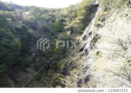 櫻花與瀑布的風景－十津川村十二滝櫻花盛開 124981555