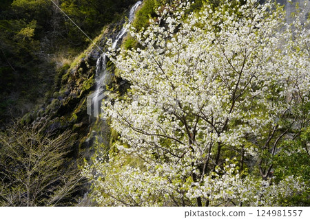Scenery with cherry blossoms and a waterfall - Totsukawa Village Junidaki cherry blossoms in full bloom Scenery with cherry blossoms and a waterfall - Totsukawa Village Junidaki cherry blossoms in full bloom 124981557