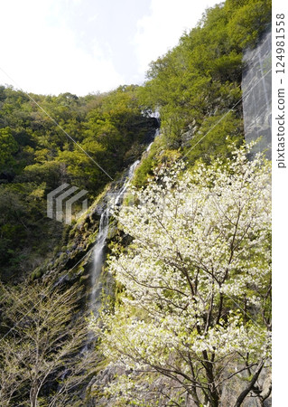 櫻花與瀑布的風景-十津川村十二滝櫻花盛開 櫻花與瀑布的風景-十津川村十二滝櫻花盛開 124981558