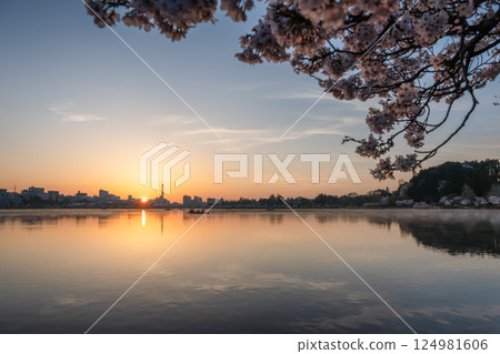 茨城縣水戶市千波湖和偕樂園，櫻花盛開 124981606