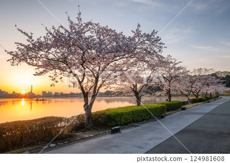 Mito City, Ibaraki Prefecture, Lake Senba and Kairakuen Garden, Cherry blossoms in bloom 124981608