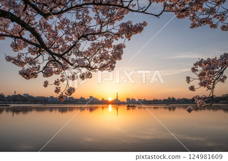 茨城縣水戶市千波湖和偕樂園,櫻花盛開 茨城縣水戶市千波湖和偕樂園,櫻花盛開 124981609