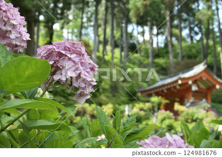 三室戶寺繡球花園：紫色繡球花（京都府宇治市） 124981676